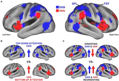 Neuroimaging evidence supporting a dual-network architecture for the control of visuospatial attention in the human brain: a mini review